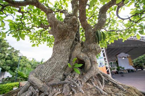 Bù lại, bộ tay cành được chế tác công phu, tỉ mỉ và bộ rễ hoành tráng, thuộc hàng cực phẩm.