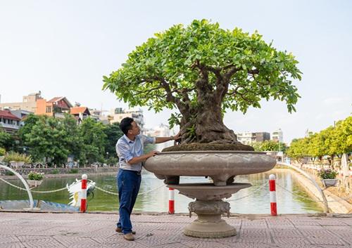 Theo chia sẻ của chủ nhân siêu cây này, do cây được trồng trong chậu từ nhỏ nên ngoại hình khá lùn, trên thân một vài chỗ sẽ phát u cục trông rất hay và độc đáo. Hiện tác phẩm này được định giá gần 1 tỷ đồng.
