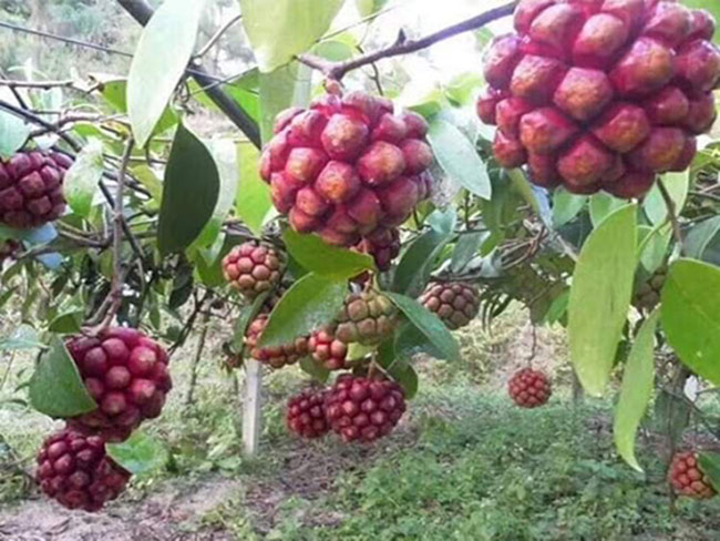 Chị Trà (một người bán hàng trên chợ mạng) cho biết mấy năm trước loại na này được coi là một dược liệu quý, khoảng 300.000 đồng/kg. Vài năm trở lại đây, do nhiều người vào rừng tìm hái loại quả này nên giá na rừng giảm sâu.
