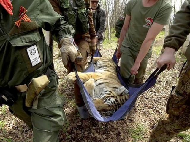 Thế giới - Hổ Siberia được thả về tự nhiên, một năm sau nghe tin sốc gần biên giới TQ