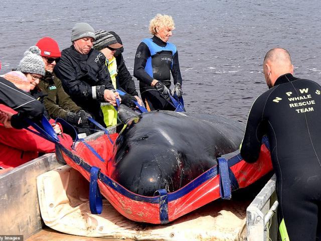 Thế giới - Hàng trăm xác cá voi mắc cạn ở Úc được xử lý như thế nào?