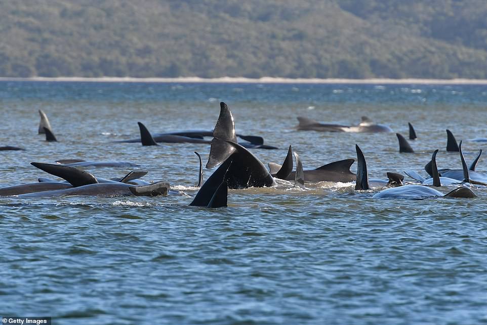 Hàng trăm con cá voi hoa tiêu được cứu sống. Ảnh: Getty Images