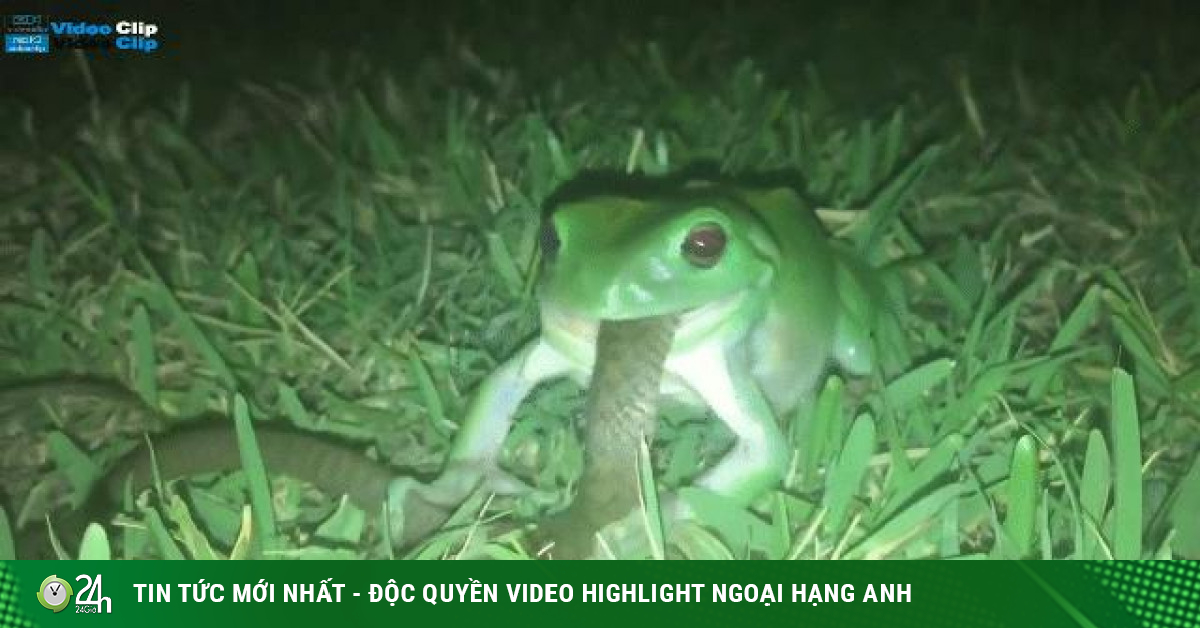 Video: Rợn người khoảnh khắc ếch xanh mắt đỏ nhai sống rắn con trong đêm đen