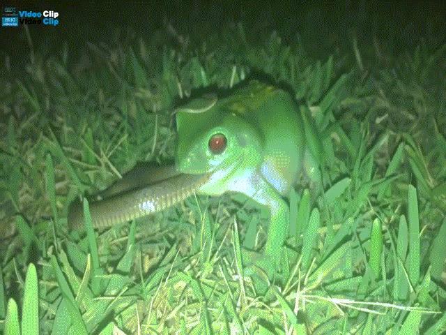 Phi thường - kỳ quặc - Video: Rợn người khoảnh khắc ếch xanh mắt đỏ nhai sống rắn con trong đêm đen
