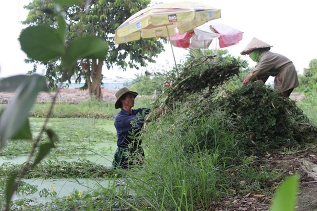 Ở Việt Nam có nhiều loại cây mọc hoang bỗng được người tiêu dùng 'để ý' và một bước biến thành 'hàng hot' được nhiều người tìm mua.
