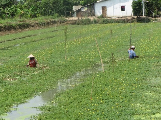 Giá bán 20.000 đồng - 22.000 đồng/kg nên ông có thể thu 1 triệu đồng/ngày.
