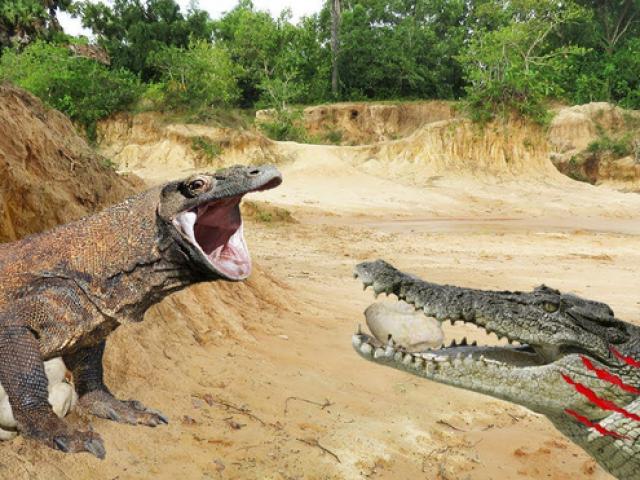 Media - Xông vào hang ổ cá sấu, rồng komodo bị "quật" đau đớn