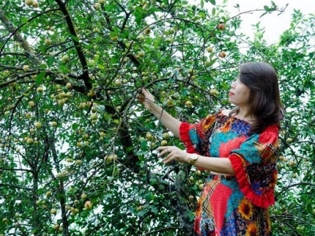 Thị trường - Tiêu dùng - Hội chị em chi tiền triệu, đi hàng trăm km để được hái quả mọc hoang ở rừng