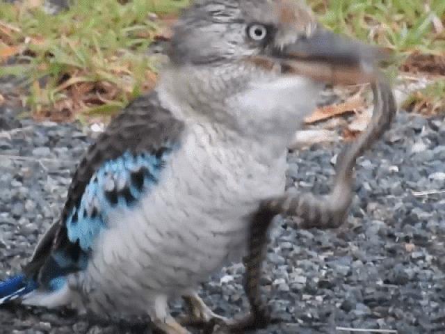 Media - Bói cá kookaburra nuốt sống rắn
