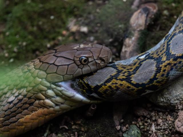 Media - Đụng độ trăn "khủng", hổ mang chúa hung dữ nuốt chửng đối thủ