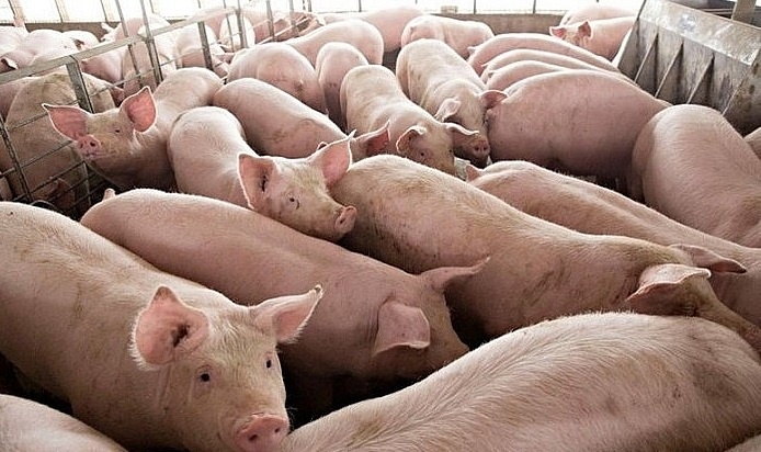 Không chỉ ở Trung Quốc, giá lợn tại Việt Nam cũng có xu hướng giảm
