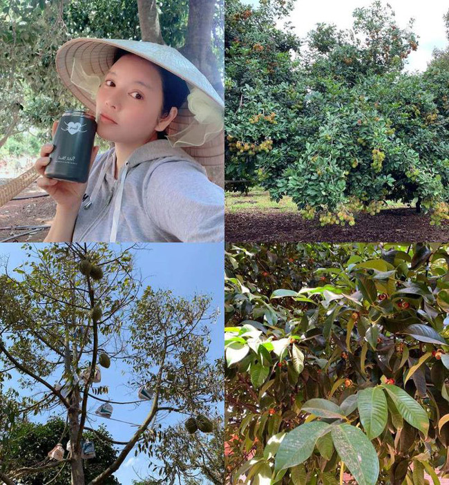 Ở Vũng Tàu, cô cũng có một khu vườn cây trái rộng thênh thang.
