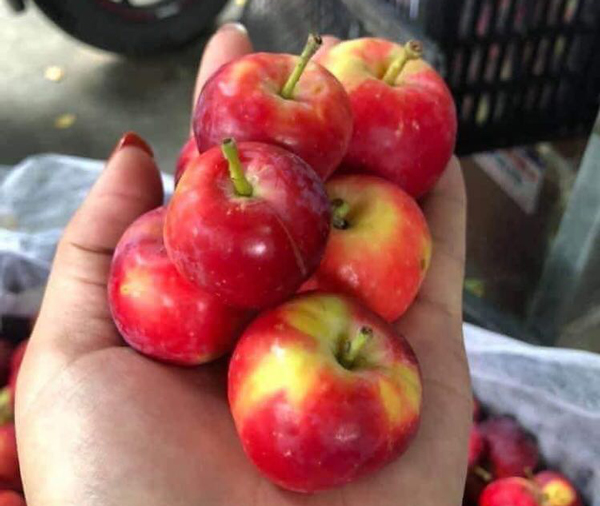 Dân buôn “vén màn” loại táo mini Úc giá siêu rẻ, chỉ từ 60.000 đồng/kg bán đầy chợ mạng - 2