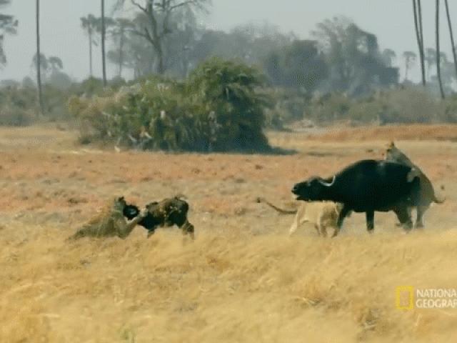 Media - Mẹ con trâu rừng đụng độ những "kẻ săn mồi" lão luyện và cái kết buồn
