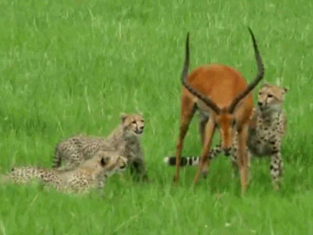 Media - Bị 3 báo hoa mai vây hãm, linh dương vẫn khiến những kẻ đi săn "muối mặt"