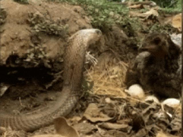 Media - Mãng xà "khủng" lao vào tấn công gà mẹ đang ấp trứng và cái kết bất ngờ