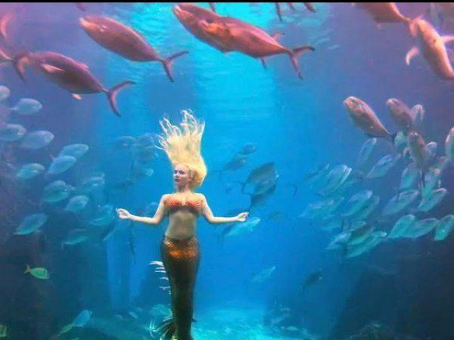 Kinh doanh - Nghề lạ: Hóa thân thành những "nàng tiên cá", thu cát-xê "khủng"