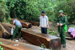"Ngược đời lâm tặc tố kiểm lâm... tiếp tay phá rừng": Truy tố 5 người