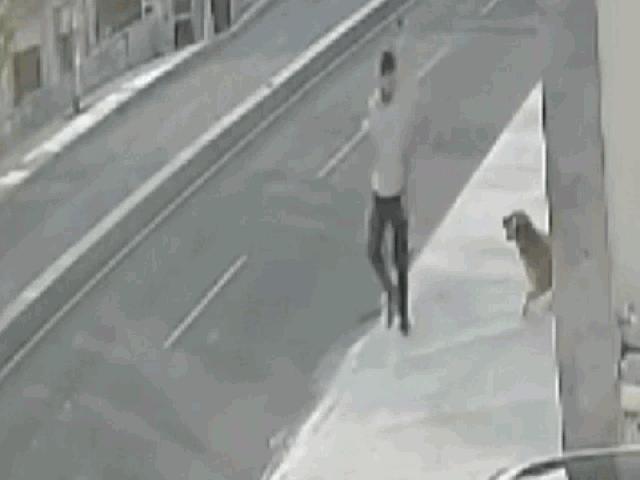 Media - Clip: Nhảy xuống đường né chó cắn, thanh niên bị tông bất tỉnh