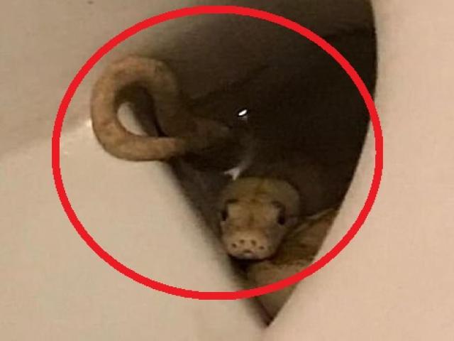 Phi thường - kỳ quặc - Bị cắn đúng "chỗ hiểm" khi ngồi toilet, đứng bật dậy thì thấy sinh vật bên dưới nhìn chằm chằm