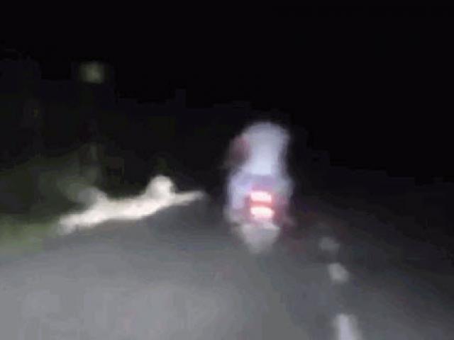 Media - Clip: Báo hoa mai lao ra giữa đường vồ 2 người đi xe máy