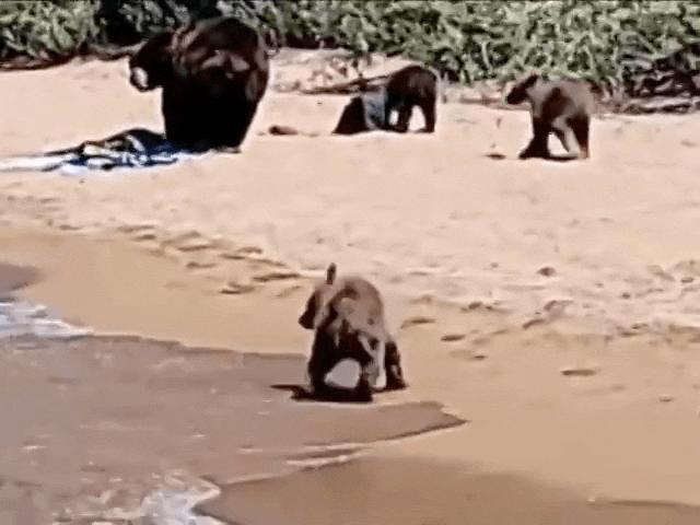 Phi thường - kỳ quặc - Video: Kinh ngạc gia đình gấu đen ra bờ hồ tắm nắng, "không coi ai ra gì"