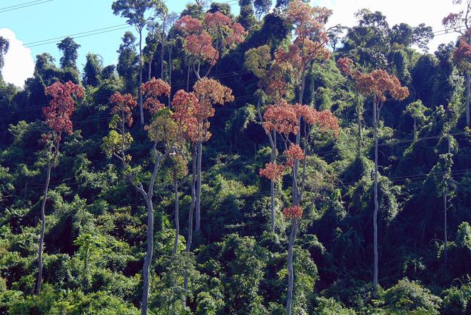 Nhiều cây ươi sai&nbsp;quả tại một cánh rừng ở tỉnh Quảng Nam.
