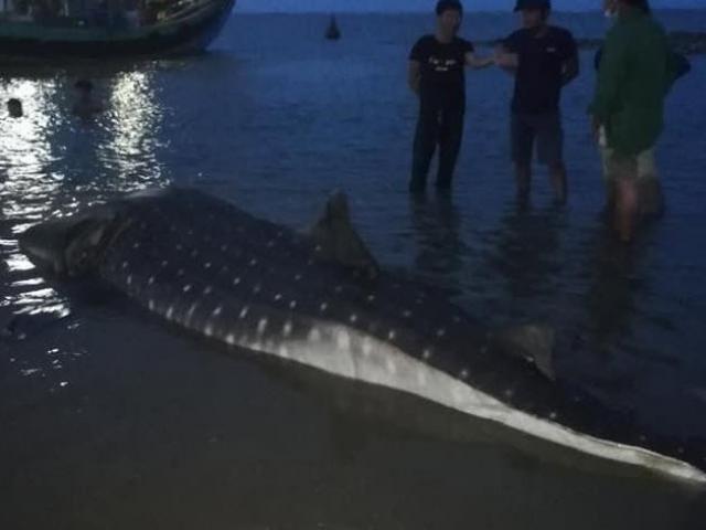 Tin tức trong ngày - Clip: Phát hiện cá lạ nặng hơn một tấn trôi dạt vào bãi biển ở Nghệ An