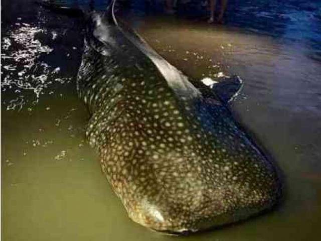 Tin tức trong ngày - Phát hiện con cá lớn nặng khoảng 1 tấn trôi dạt vào bãi biển