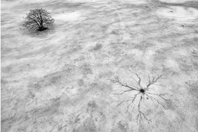 Băng mỏng: Một bức ảnh đen trắng đẹp một cách kỳ lạ cho thấy một hình ảnh giống như tĩnh mạch dưới lớp băng. 
