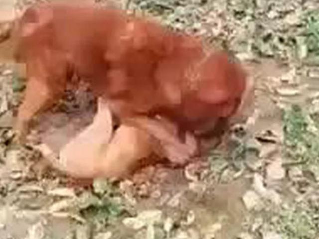 Media - Cuộc chiến không cân sức giữa "Hung thần" Pitbull và chó ngao Tây Tạng