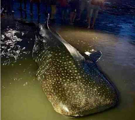 Con cá nặng 1 tấn trôi dạt vào Nghệ An được cho là cá mập voi. Ảnh: NLĐ