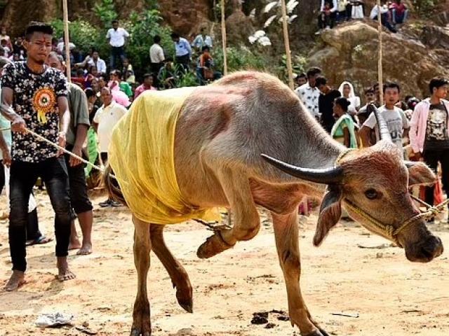 Phi thường - kỳ quặc - Trâu sùi bọt mép, gọi bác sĩ thú y tới khám thì lộ bí mật phạm pháp