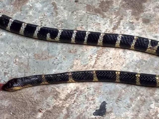 Tin tức trong ngày - Tin tức 24h qua: Rắn cạp nia bò vào phòng ngủ, cắn cô gái 22 tuổi tử vong