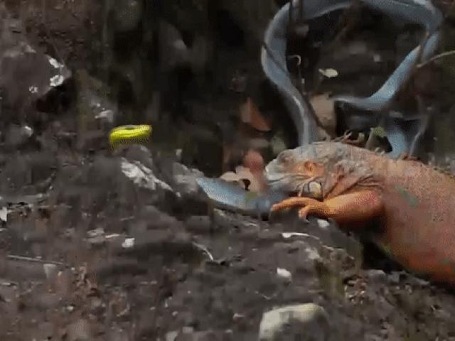 Media - Cự đà "số đen" bị rắn, diều hâu và cá sấu truy sát trong cùng 1 ngày