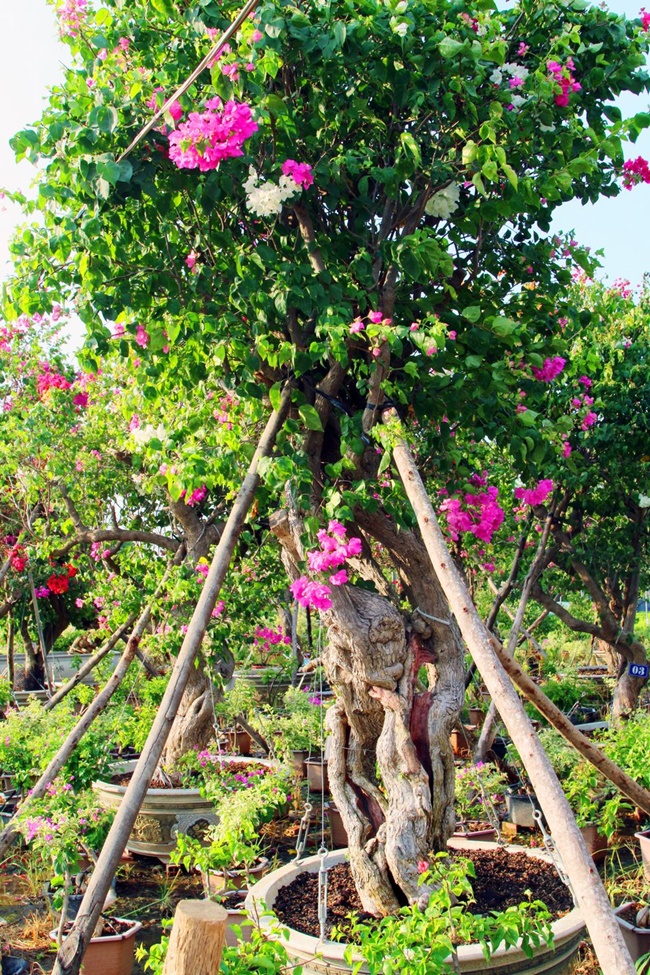 Loại cây này cho hoa đẹp, chúng có thể sống ở nơi nắng gió có điều kiện khắc nghiệt. Trước đây, có lúc chúng mọc dại đầy ở ngoài đường.
