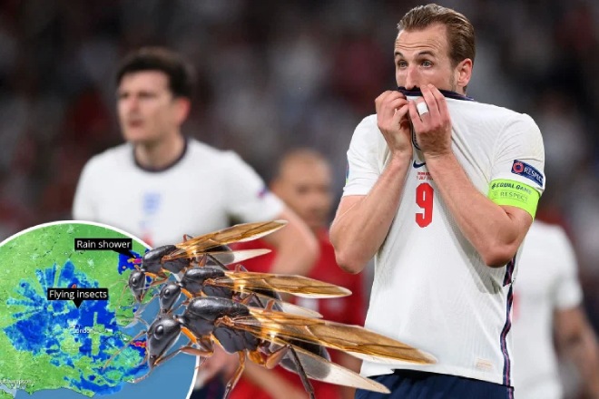 Trận chung kết EURO sẽ bị ảnh hưởng bởi sự kiện hàng triệu con kiến cánh "đổ bộ" về nước Anh
