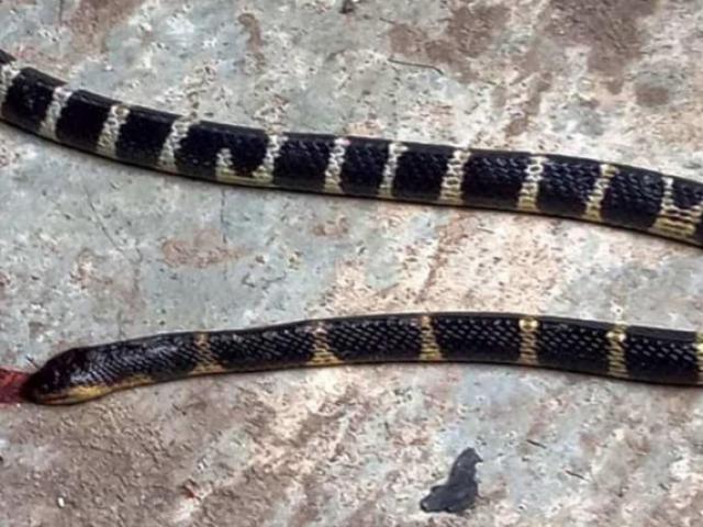 Tin tức trong ngày - Nóng trong tuần: Cô gái 22 tuổi bị rắn cạp nia cắn tử vong trong phòng ngủ