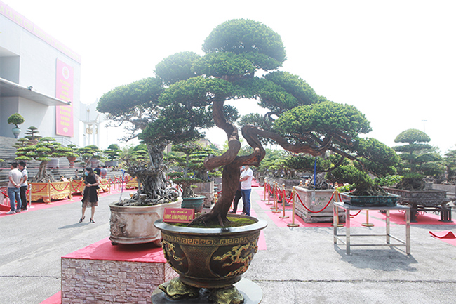 Cây tùng tuyết bonsai có hình dáng kỳ lạ khiến du khách, giới chơi cây thích thú ngắm nhìn tại triển lãm cây cảnh tại Ninh Bình
