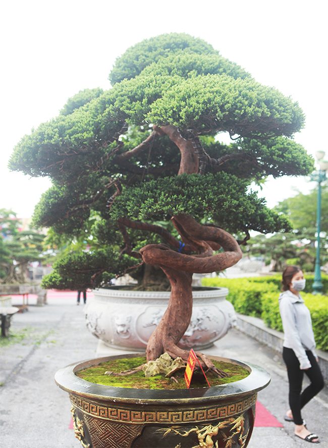 “Đã có người trả tiền tỷ nhưng tôi chưa muốn bán. Đây là một tác phẩm nghệ thuật hiếm có ở Việt Nam”, anh Thành nói
