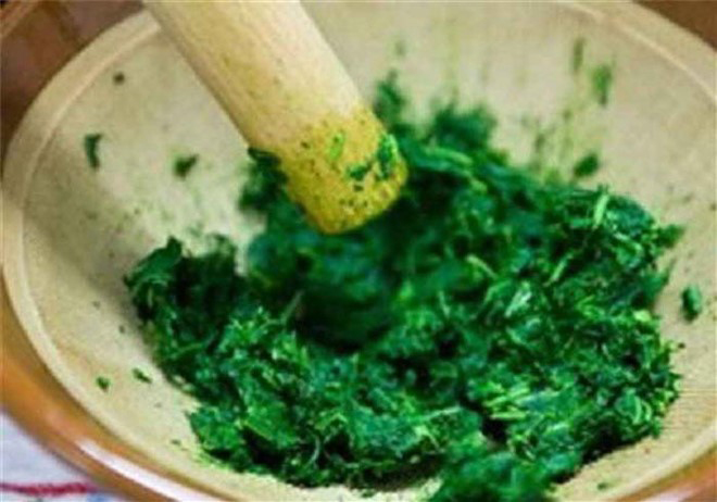 Ngày nào mẹ cũng hì hục giã lá thiên lý để bố đắp lên chỗ trĩ