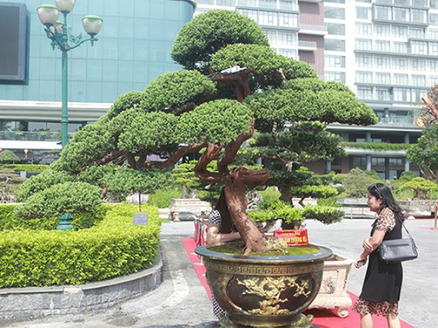 Thị trường - Tiêu dùng - Cây tùng tuyết thân uốn loằng ngoằng, khách trả tiền tỷ mà chủ nhất định không bán