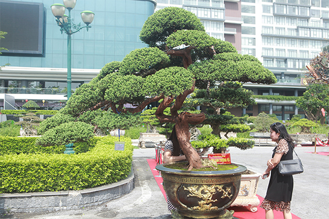 Nghệ nhân Thành Nguyễn (Hải Phòng), chủ nhân tác phẩm cho biết, cây có tuổi đời gần 100 năm, nguồn gốc ở miền Nam nhưng được nghệ nhân của một làng nghề cây cảnh nổi tiếng ở Nam Định tạo tác
