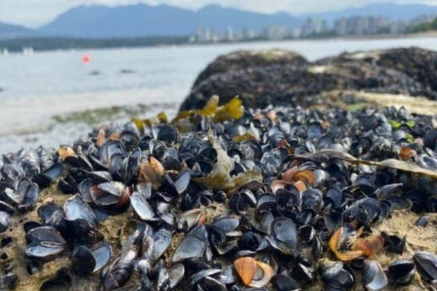 Canada: Nắng nóng kỷ lục, hàng triệu sinh vật biển bị "luộc chín" 