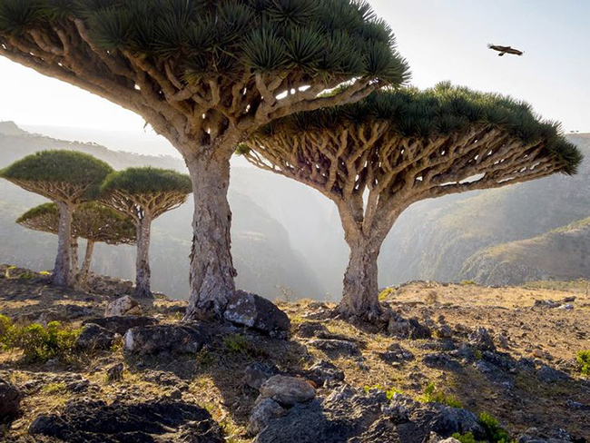 Đảo Socotra ở Thái Bình Dương: Hòn đảo này là nơi sinh sống của nhiều dạng động thực vật kỳ lạ. Ví dụ như cây huyết long này. 
