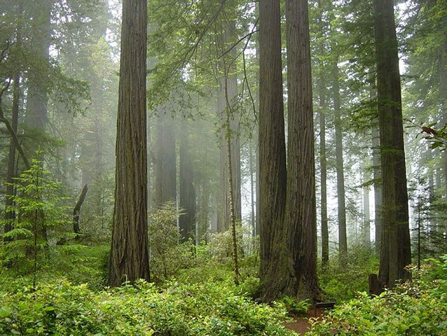Rừng quốc gia Redwood ở Hoa Kỳ: Rừng Redwood rất đáng chú ý nhờ những cái cây có kích thước khổng lồ. Trong khu rừng này cũng có một số loại cây lâu đời nhất trên thế giới. 
