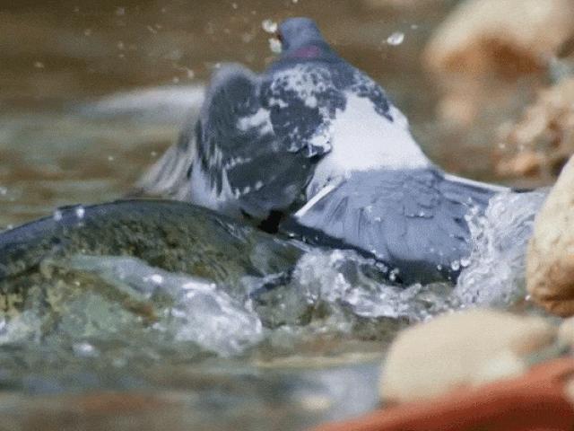 Media - Bồ câu mải mê "nghịch" nước bất ngờ bị "thủy quái" lao lên tấn công