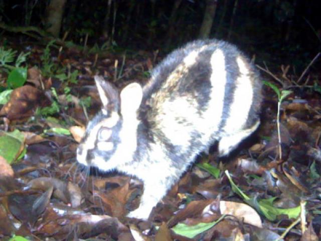 Tin tức trong ngày - Thỏ vằn bất ngờ xuất hiện ở Lâm Đồng