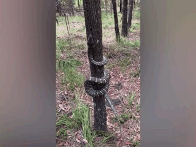 Media - Clip: Tròn mắt xem trăn dài 7m leo cây