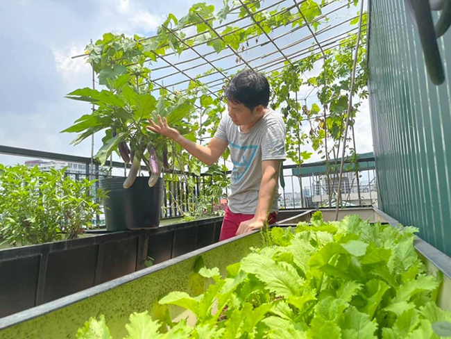 Vườn rau xanh trên sân thượng của gia đình Trọng Tấn khiến người hâm mộ đã mắt.
